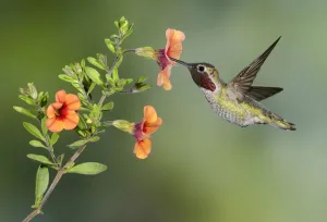 Annas Hummingbird (Calypte anna) male, British Columbia, Canada