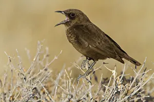 Ant-eating Chat (Myrmecocichla formicivora), Oshikoto, Etosha National Park, Namibia Ant-eating Chat (Myrmecocichla formicivora), Oshikoto, Etosha National Park, Namibia