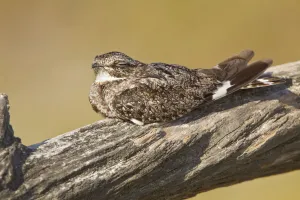 Anthonys Nightjar (Nyctidromus anthonyi), Ecuador
