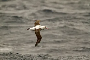 Antipodean Albatross (Diomedea antipodensis) flying, South Pacific Ocean, New Zealand Antipodean Albatross (Diomedea antipodensis) flying, South Pacific Ocean, New Zealand