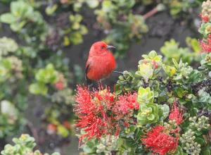 Endemic Prints: Apapane (Himatione sanguinea), Hawaii, USA