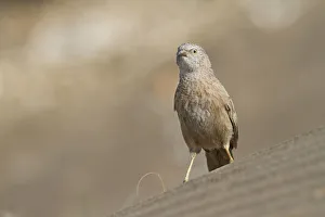 Arabian Peninsula Prints: Arabian Babbler (Turdoides squamiceps), Oman