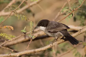 Arabian Warbler (Sylvia leucomelaena) perched on a branch, Oman Arabian Warbler (Sylvia leucomelaena) perched on a branch, Oman