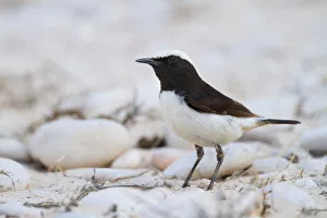 Arabian Peninsula Prints: Arabian Wheatear (Oenanthe lugentoides), Oman
