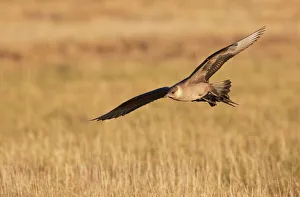Arctic Skua (Stercorarius Parasiticus) flying on the tundra, North Slope, Point Barrow, Alaska, United States Arctic Skua (Stercorarius Parasiticus) flying on the tundra, North Slope, Point Barrow, Alaska, United States