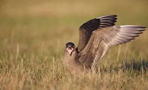 Tundra Prints: Arctic Skua (Stercorarius Parasiticus) standing on the tundra, North Slope, Point Barrow