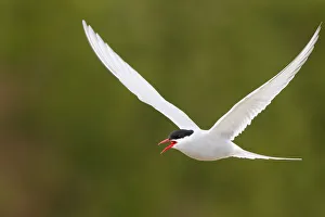 Arctic Tern (Sterna paradisaea) calling in flight, Finnmark, Norway Arctic Tern (Sterna paradisaea) calling in flight, Finnmark, Norway