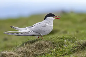 United Kingdom Prints: Arctic Tern (Sterna paradisaea) calling on floor, Scotland, United Kingdom
