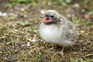 United Kingdom Prints: Arctic Tern (Sterna paradisaea) chick begging for food, Farne Islands, United Kingdom