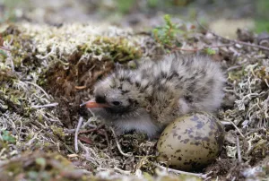 Seabird Prints: Arctic Tern (Sterna paradisaea) chick and egg in nest, Alaska