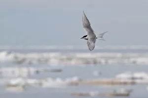 Manitoba Prints: Arctic Tern (Sterna paradisaea) flying, Manitoba, Canada