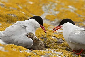 United Kingdom Prints: Arctic Tern (Sterna paradisaea) pair feeds chick, Farne Islands, United Kingdom