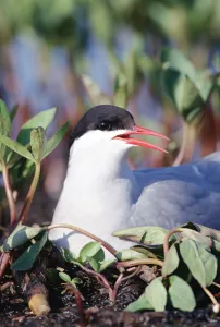 North Prints: Arctic Tern (Sterna paradisaea) parent incubating eggs on nest, North America