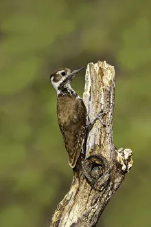 Arizona Woodpecker (Leuconotopicus arizonae) female, Arizona, USA