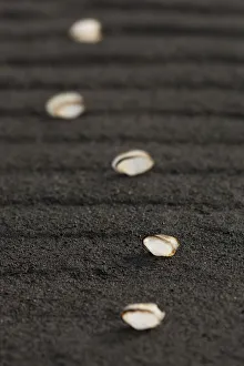 Detail Prints: Arrangement of empty white shells on a black sandy beach rippled by the elements