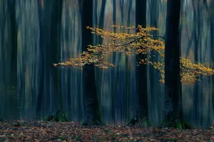 Creative Prints: Artistic impression of autumn foliage and trees in the forest