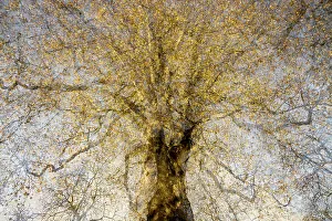 Creative Prints: Artistic impression of a tree in golden autumn colours, The Netherlands