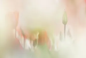 Creative Prints: Artistic impression of a tulip field, The Netherlands