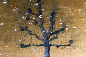 Artistic photograph of a tree reflected in the water