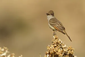 Ash-throated Flycatcher (Myiarchus cinerascens) male singing, California, USA Ash-throated Flycatcher (Myiarchus cinerascens) male singing, California, USA
