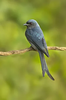 Yunnan Prints: Ashy Drongo (Dicrurus leucophaeus), Yunnan, China