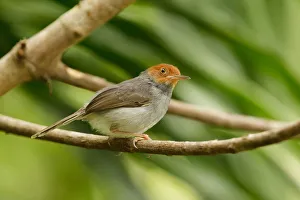 Singapore Prints: Ashy Tailorbird (Orthotomus ruficeps), Singapore
