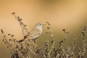Arabian Peninsula Prints: Asian Desert Warbler (Sylvia nana), Oman