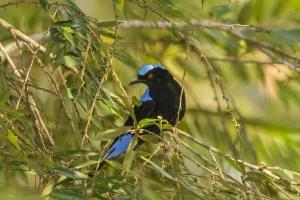 Asian Fairy-bluebird (Irena puella), Doi Inthanon, Thailand