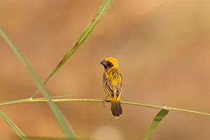 Asian Golden Weaver (Ploceus hypoxanthus) male, Bueng Boraphet, Thailand Asian Golden Weaver (Ploceus hypoxanthus) male, Bueng Boraphet, Thailand