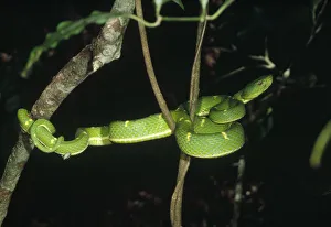 Asian Pit Viper (Trimeresurus sp) coiled in tree, Monteverde Cloud Forest Reserve Asian Pit Viper (Trimeresurus sp) coiled in tree, Monteverde Cloud Forest Reserve