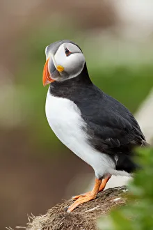 Atlantic Puffin (Fratercula arctica), Finnmark, Norway