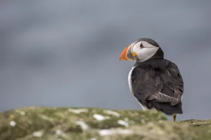 Atlantic Puffin (Fratercula arctica), Farne Islands, United Kingdom