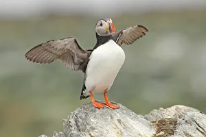 Atlantic Puffin (Fratercula arctica), Varanger, Norway