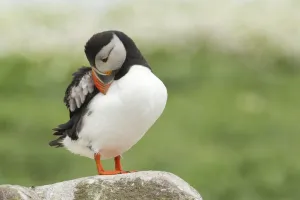 Atlantic Puffin (Fratercula arctica), Scotland, United Kingdom