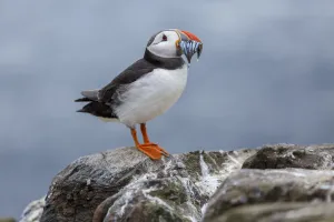 Atlantic Puffin (Fratercula arctica) adult with sandeels in bill, Farne Islands, United