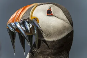 Atlantic Puffin (Fratercula arctica) adult with sandeels in bill, Farne Islands, United