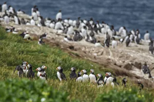Alcidae Prints: Atlantic Puffin (Fratercula arctica) in colony, Farne Islands, United Kingdom
