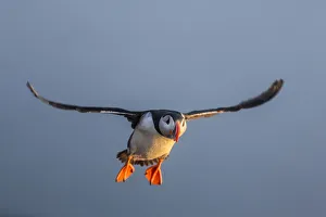 Atlantic Puffin (Fratercula arctica) flying, Iceland