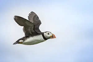 Atlantic Puffin (Fratercula arctica) flying, Farne Islands, United Kingdom