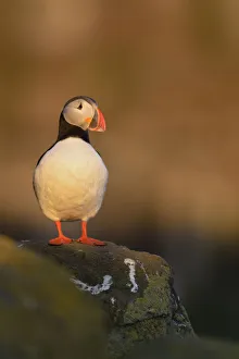 Atlantic Puffin (Fratercula arctica), Iceland