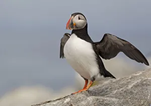 Alcidae Prints: Atlantic Puffin (Fratercula arctica), Maine, USA