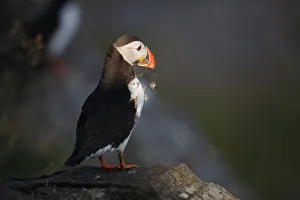 Atlantic Puffin (Fratercula arctica), Norway