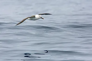 December Prints: Atlantic Yellow-nosed Albatross (Thalassarche chlororhynchos) flying, Victoria, Australia