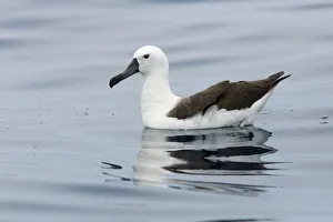 Atlantic Yellow-nosed Albatross (Thalassarche chlororhynchos) juvenile, Victoria, Australia