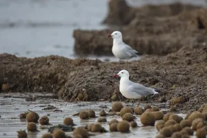 Laridae Prints: Audouins Gull (Ichthyaetus audouinii), Mallorca, Spain