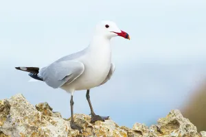 Audouins Gull (Ichthyaetus audouinii), Mallorca, Spain