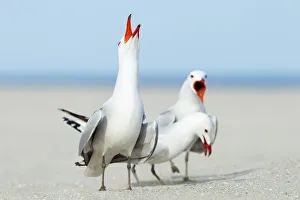 Laridae Prints: Audouins Gull (Ichthyaetus audouinii) courting, Mallorca, Spain