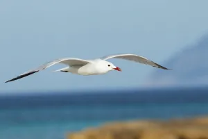 Audouins Gull (Ichthyaetus audouinii) flying, Mallorca, Spain