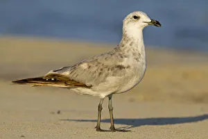 Laridae Prints: Audouins Gull (Ichthyaetus audouinii) juvenile, Mallorca, Spain
