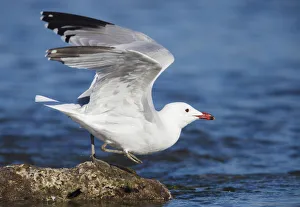 March Prints: Audouins Gull (Ichthyaetus audouinii) taking flight, Mallorca, Spain